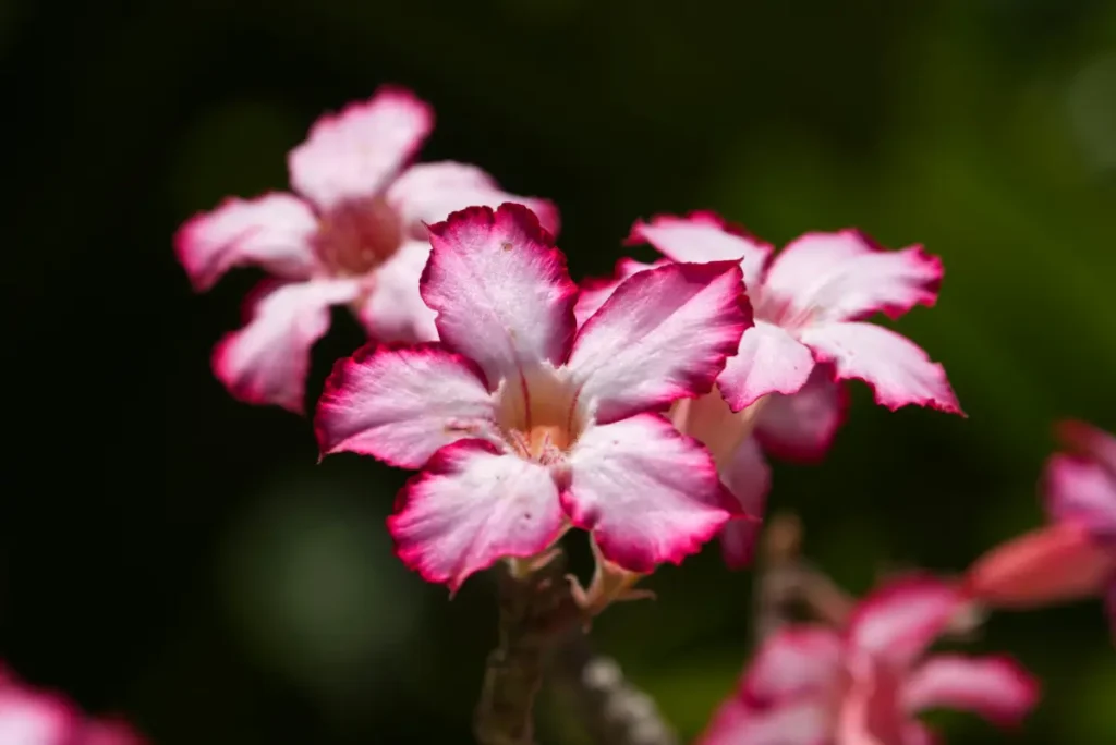 Rosa do deserto branca com bordas rosas