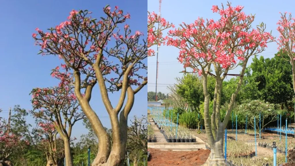 Adenium Somalense