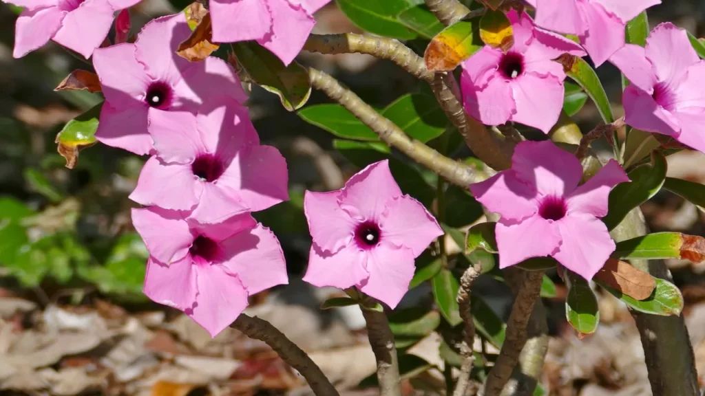 Adenium Swazicum