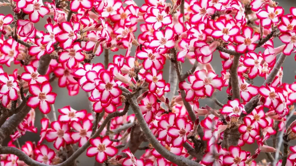 Multiflorum
