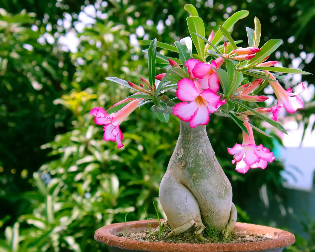 rosa do deserto rosa no vaso