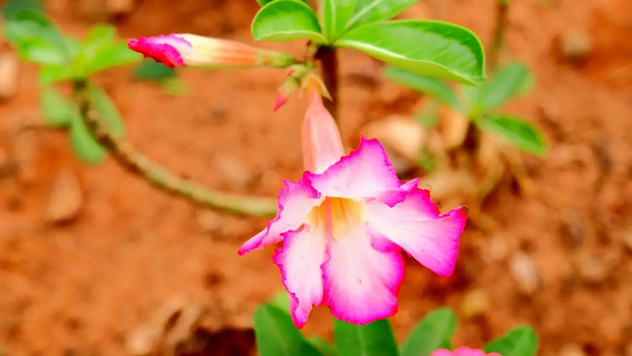 flor rosa do deserto plantada no solo