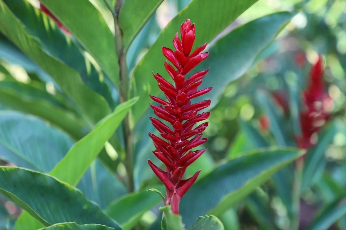 Alpinia purpurata