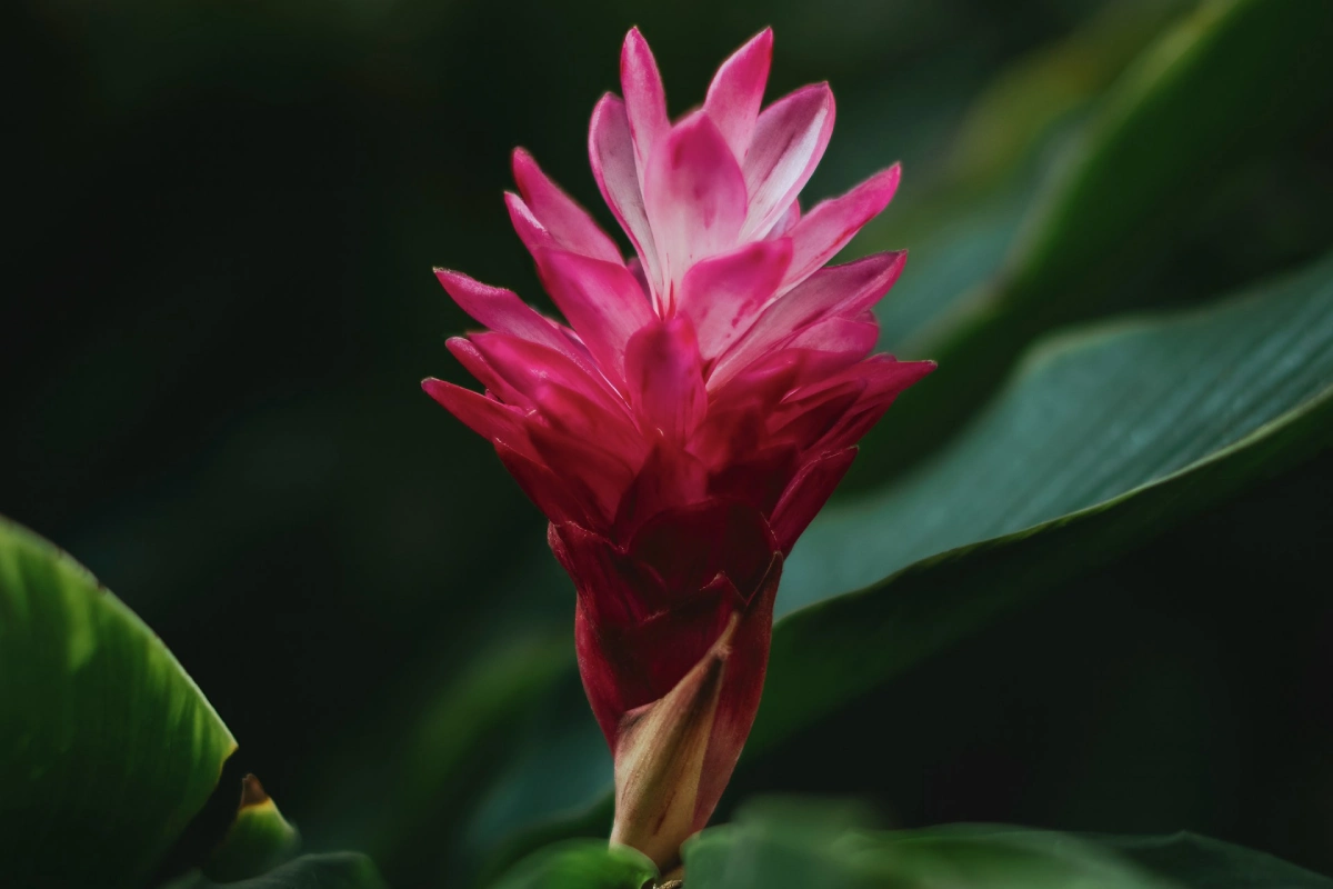 Alpinia purpurata pink