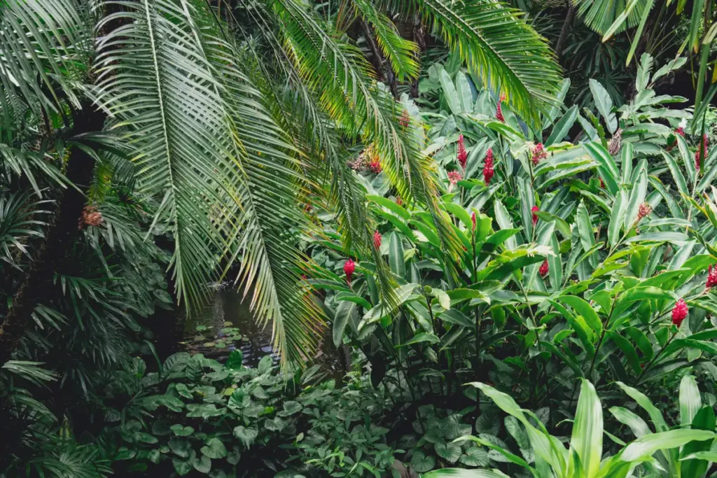 Alpinia purpurata