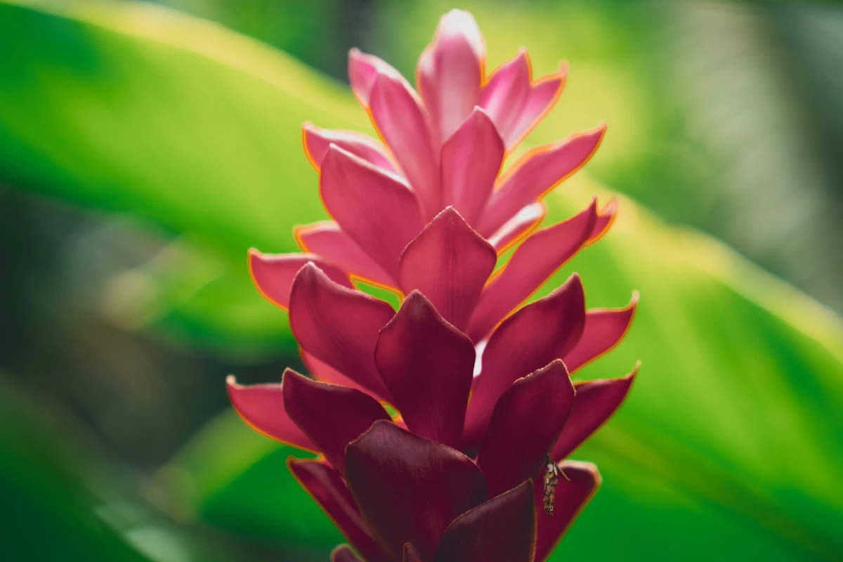 Alpinia purpurata