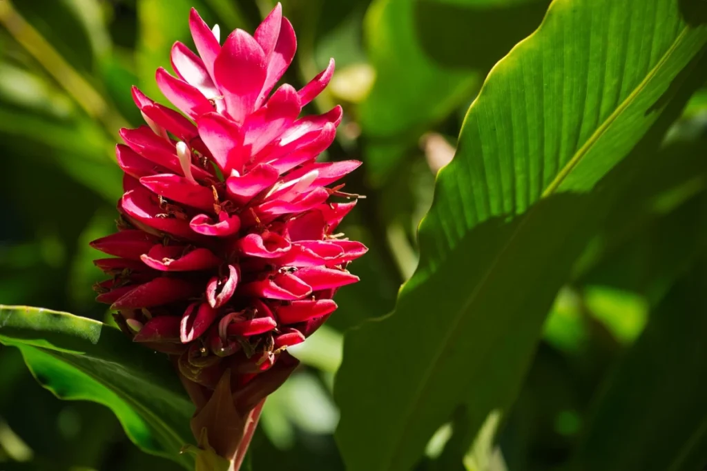 Alpinia purpurata