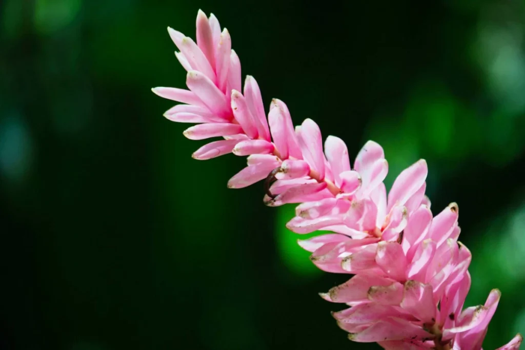 Alpinia purpurata rosa