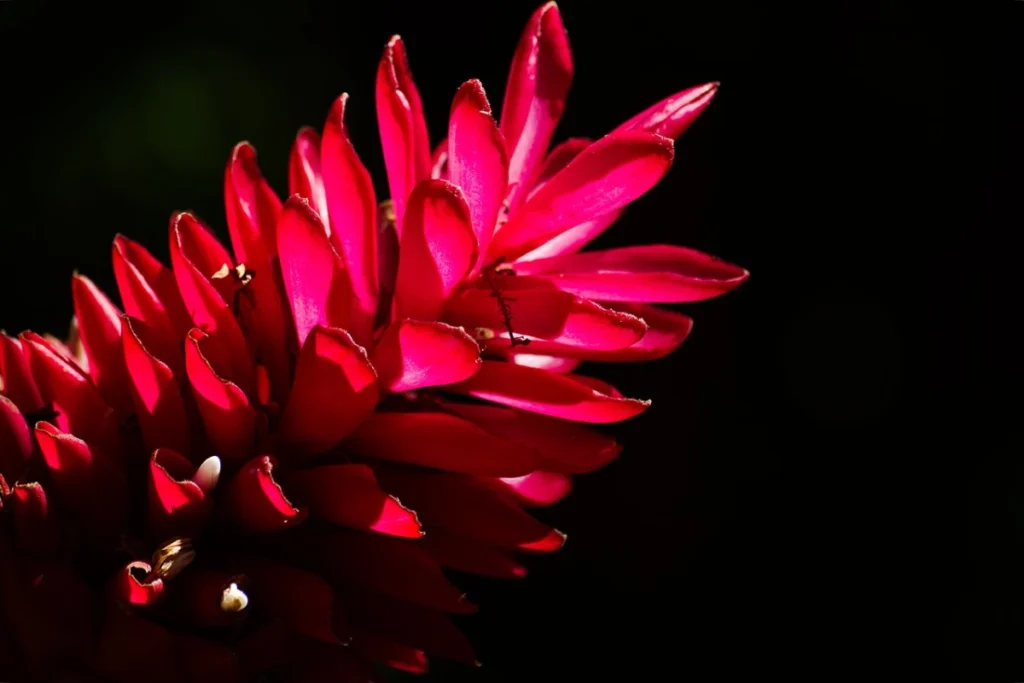 Alpinia purpurata