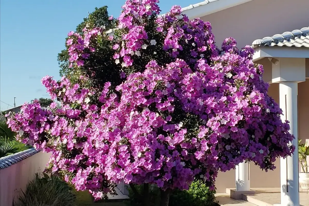 Manaca da serra