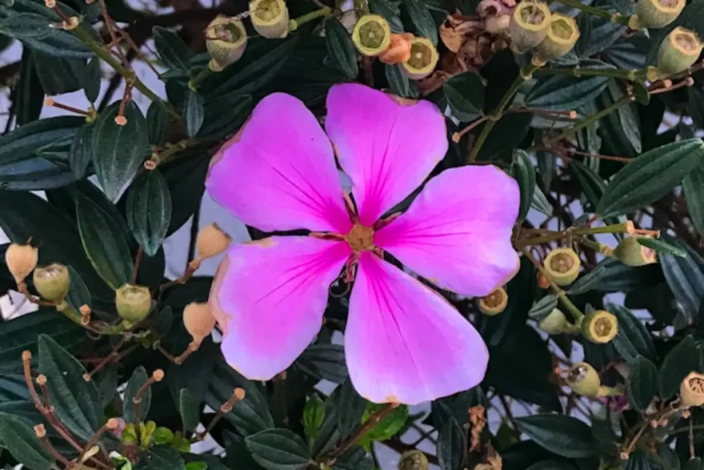 Manaca da serra