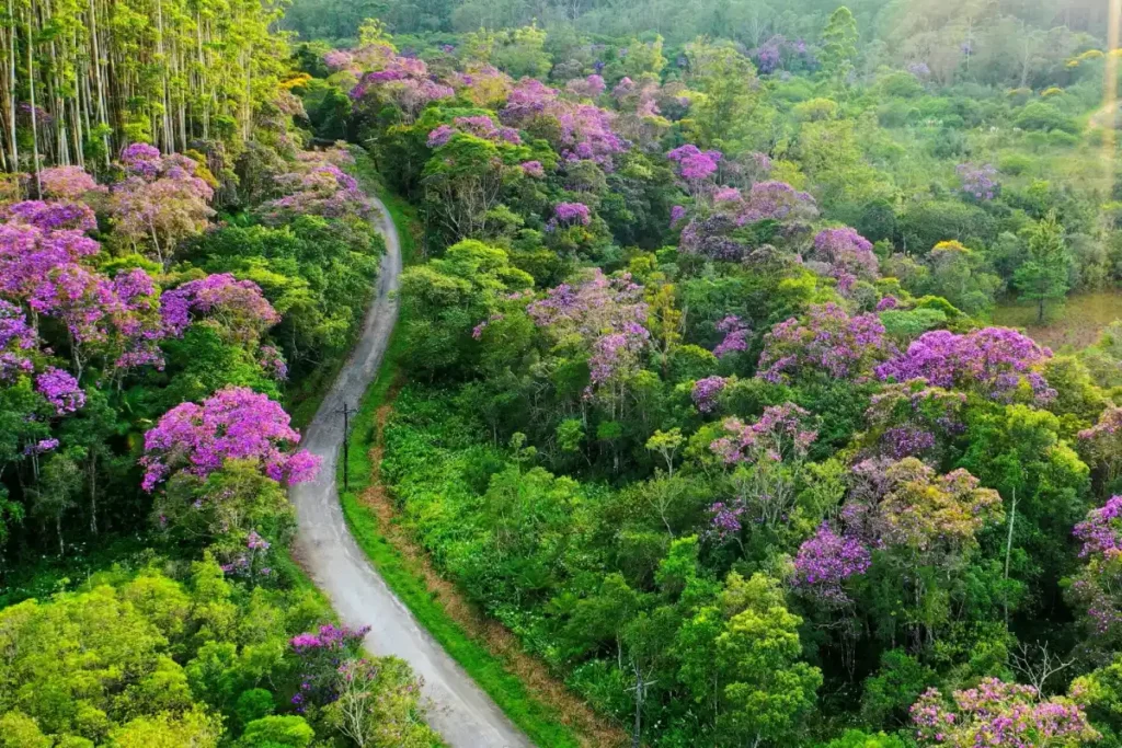 Manaca da serra