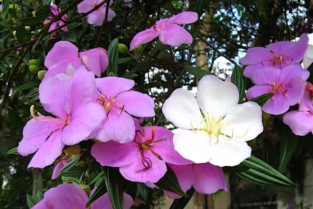 Manaca da serra