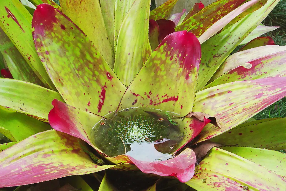 Bromelia_Neoregelia