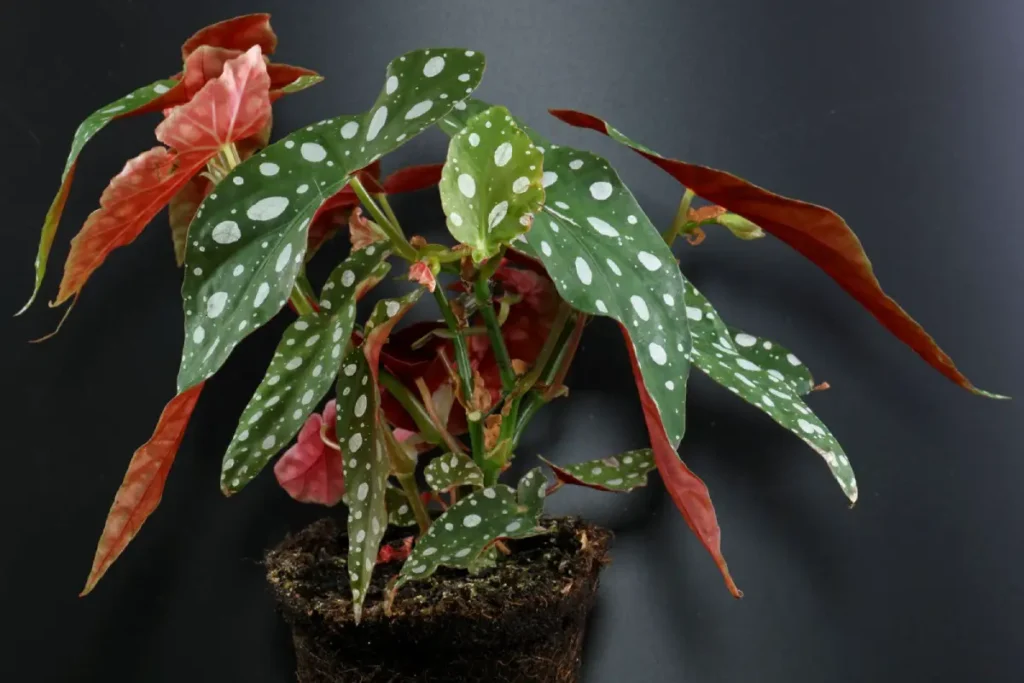 begonia maculata