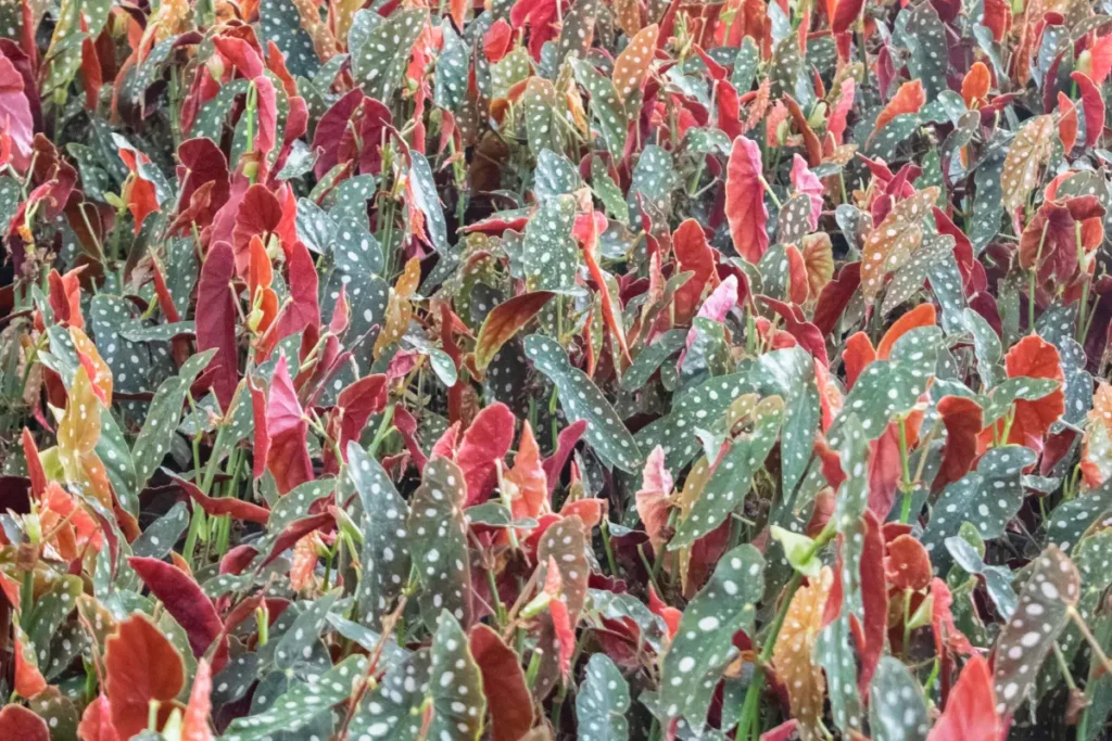 begonia maculata