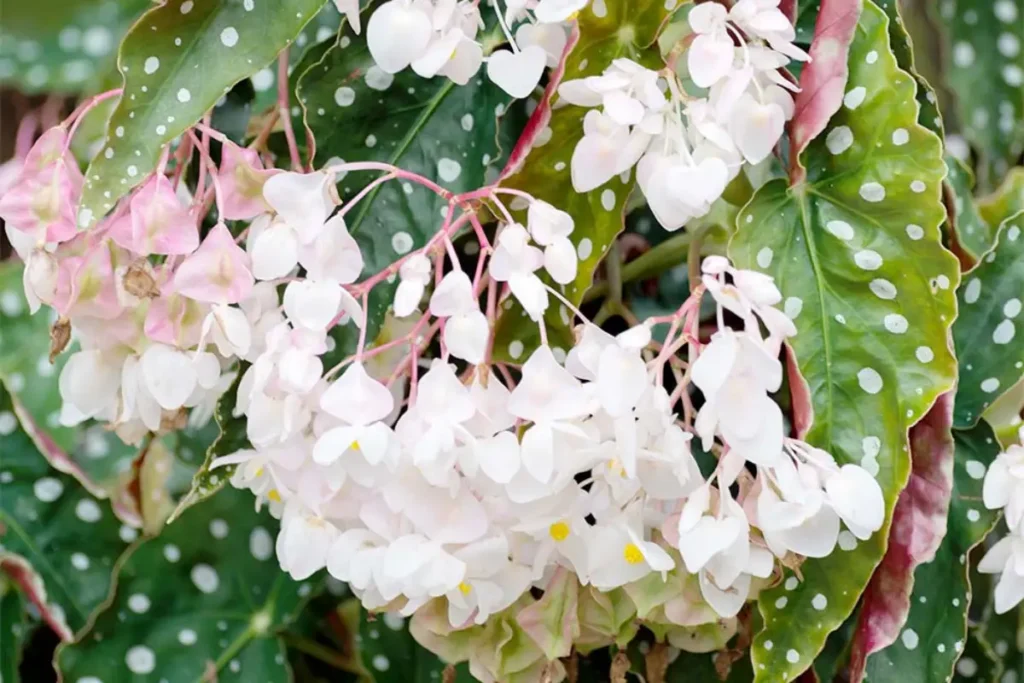 begonia maculata