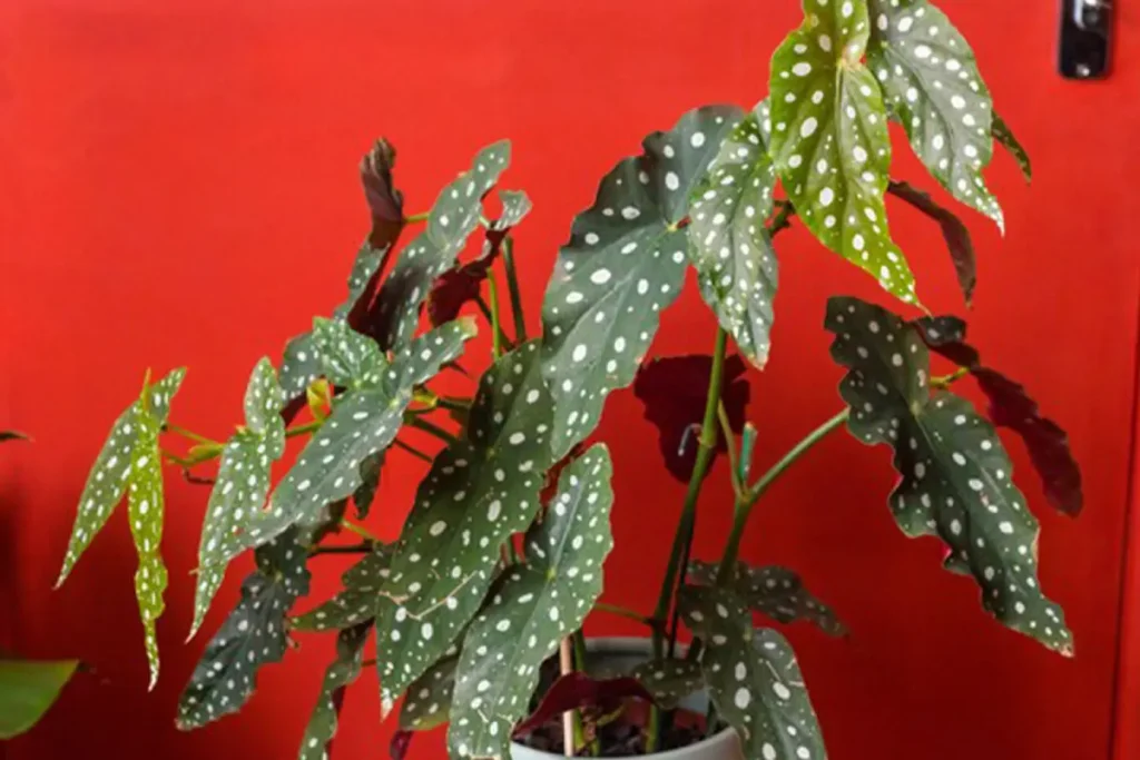 begonia maculata