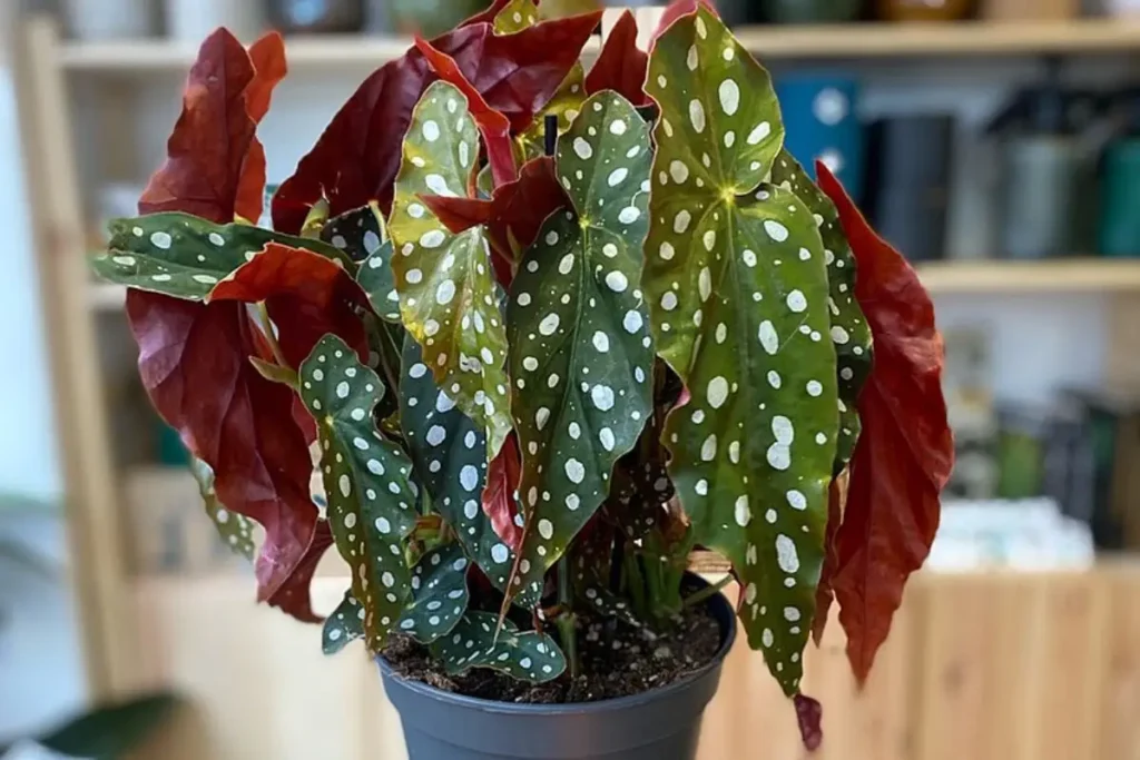 begonia maculata