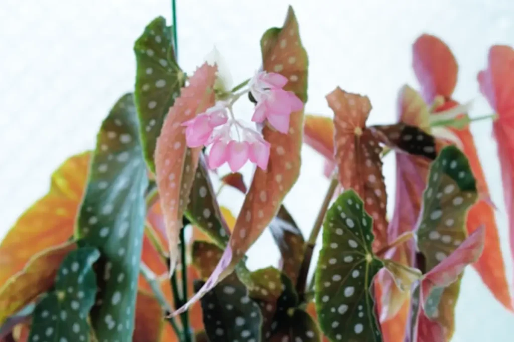 begonia maculata