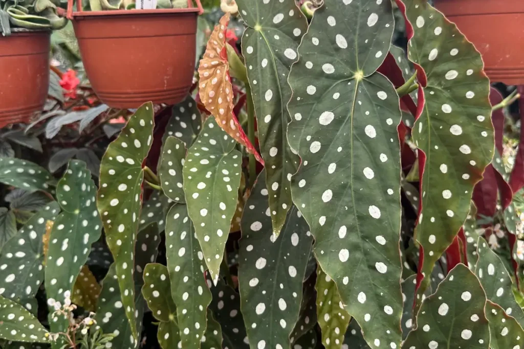 begonia maculata