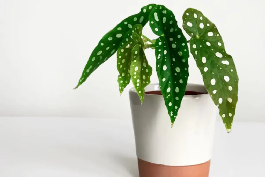 begonia maculata