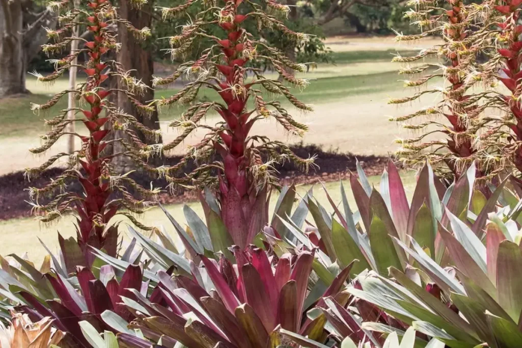 Bromélia Imperial