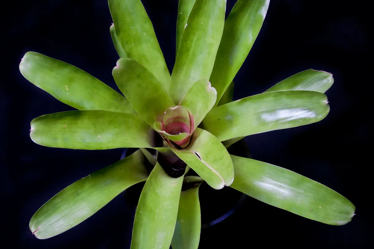 Bromelia_Neoregelia