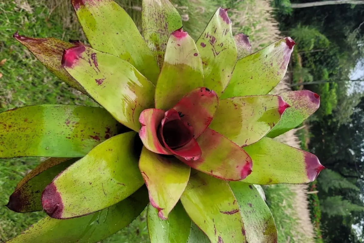 Bromelia_Neoregelia