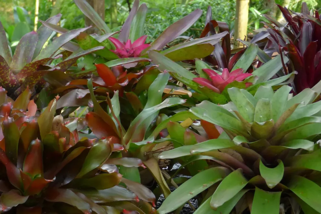 Bromelia_Neoregelia