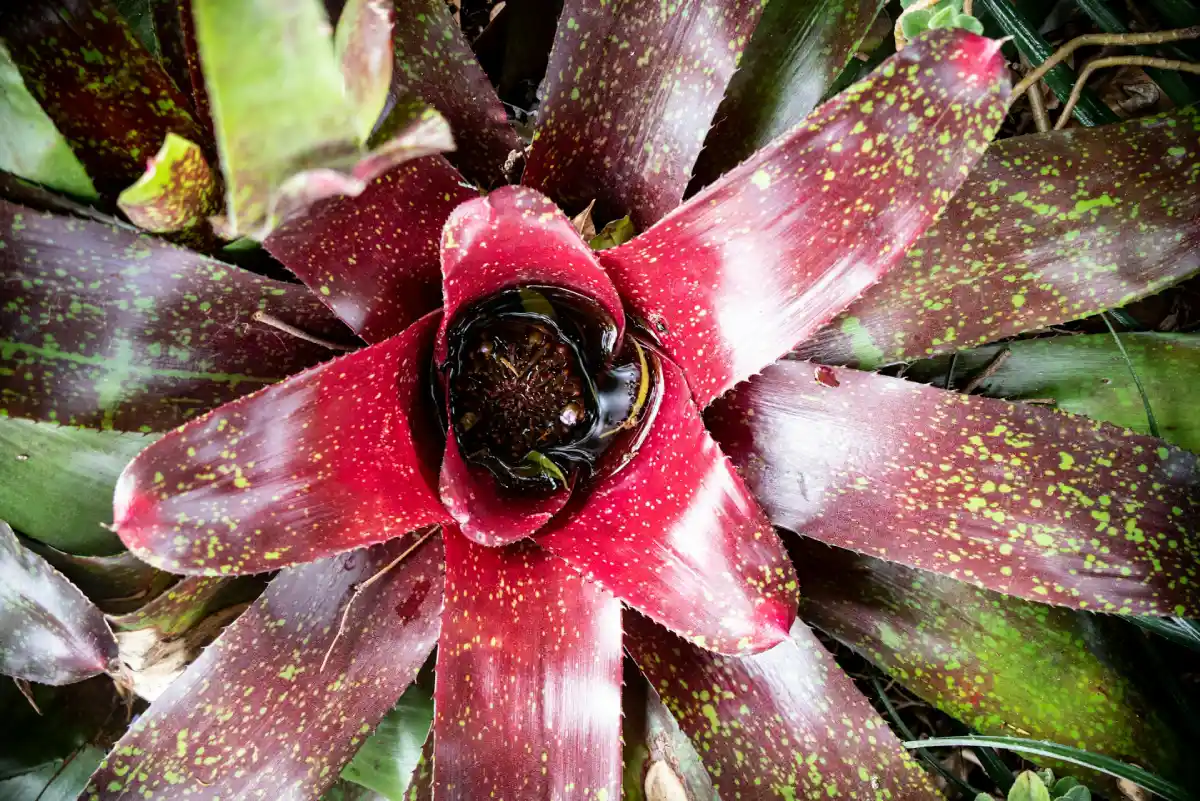 Bromelia_Neoregelia