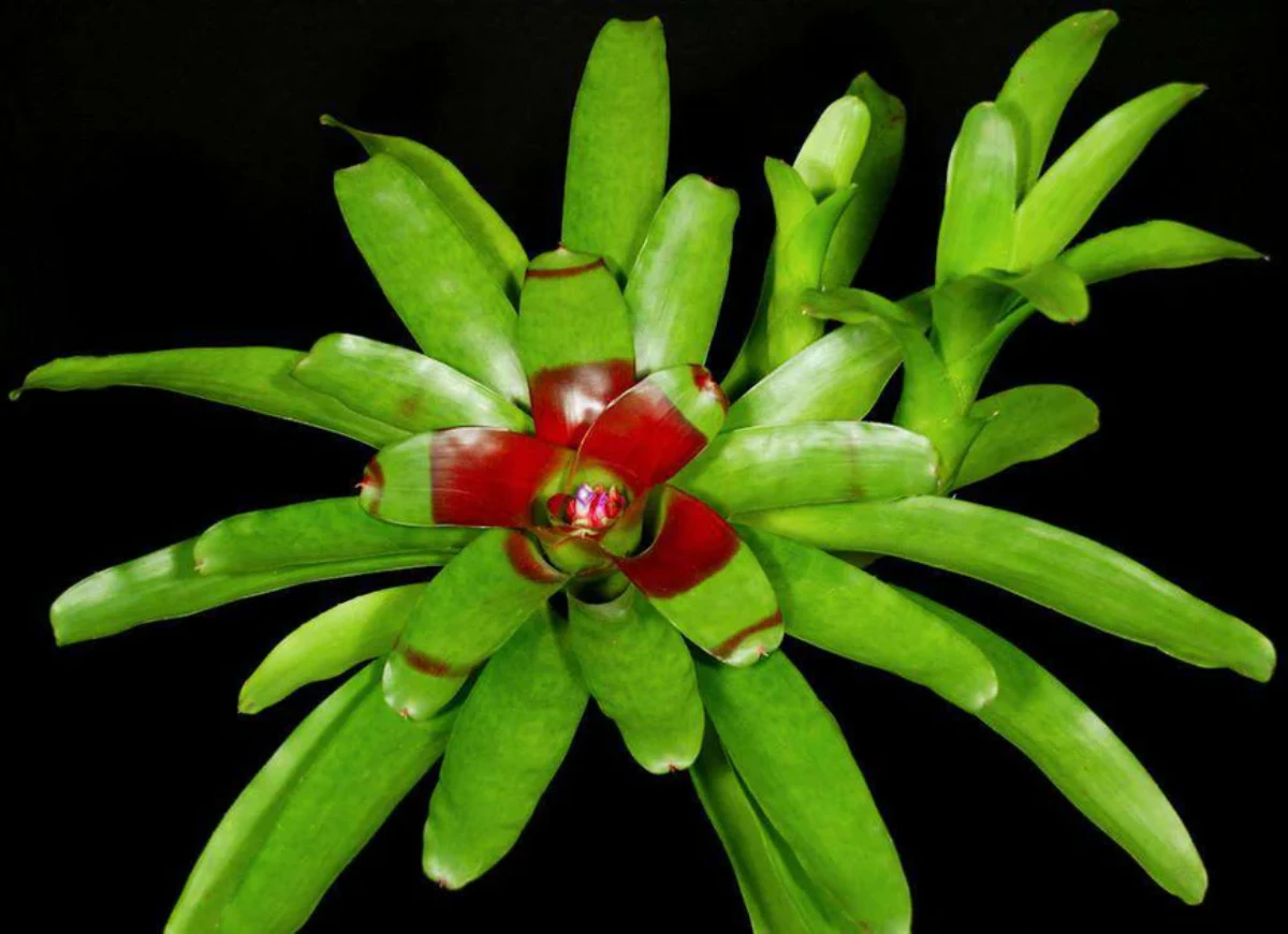 Bromelia_Neoregelia