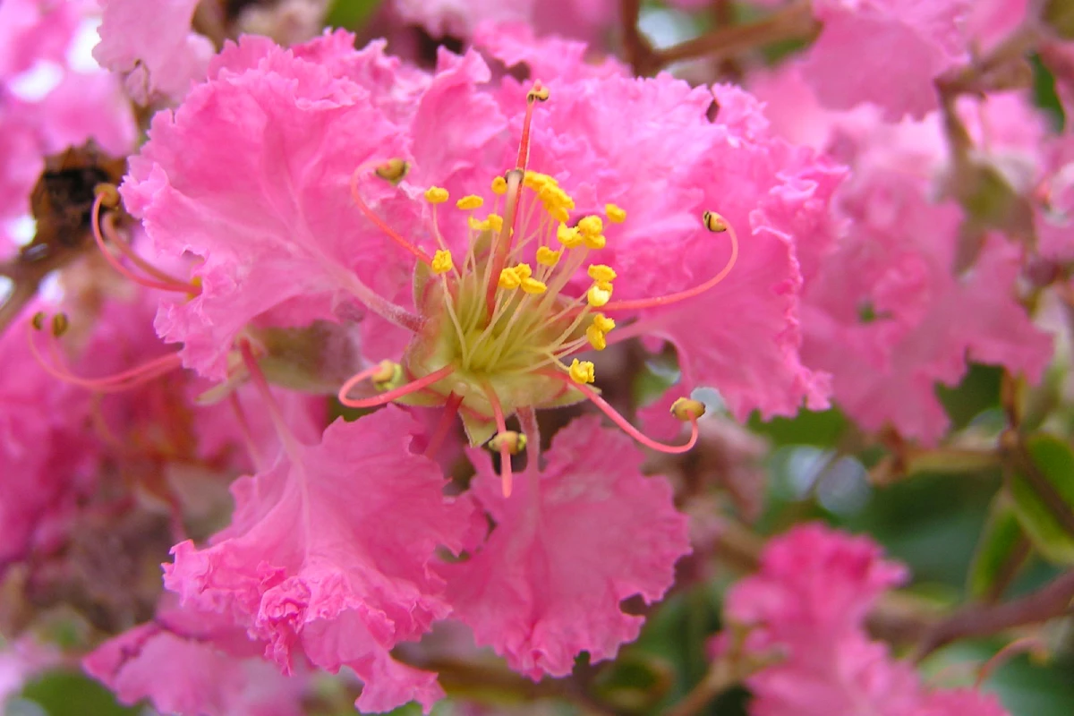 resedá (lagerstroemia indica) extremosa, escumilha ou árvore-de-júpiter