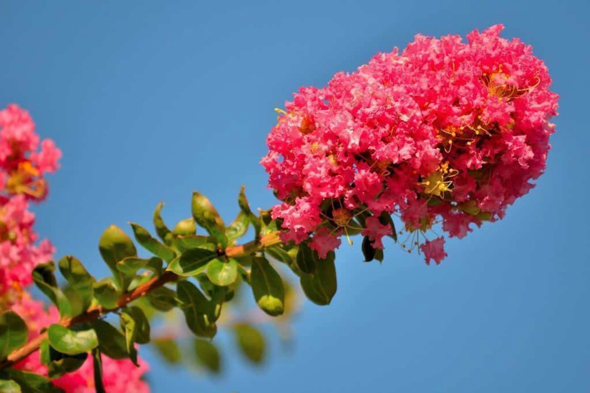 resedá (lagerstroemia indica) extremosa, escumilha ou árvore-de-júpiter