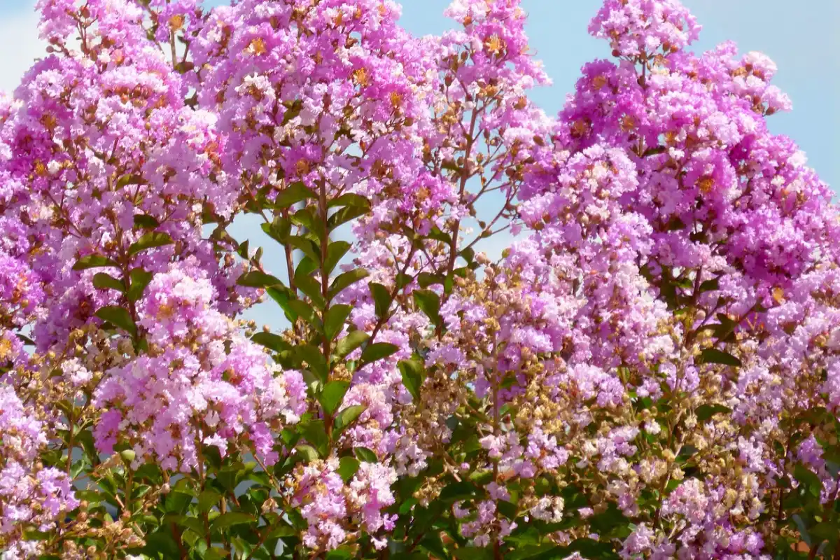 resedá (lagerstroemia indica) extremosa, escumilha ou árvore-de-júpiter