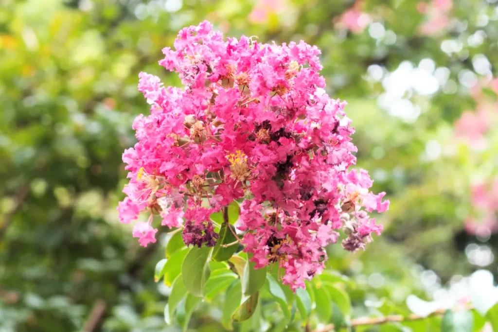 resedá (lagerstroemia indica) extremosa, escumilha ou árvore-de-júpiter