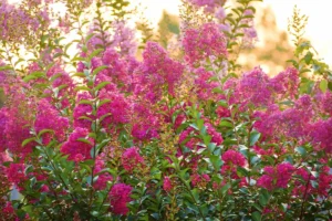 resedá (lagerstroemia indica) extremosa, escumilha ou árvore-de-júpiter