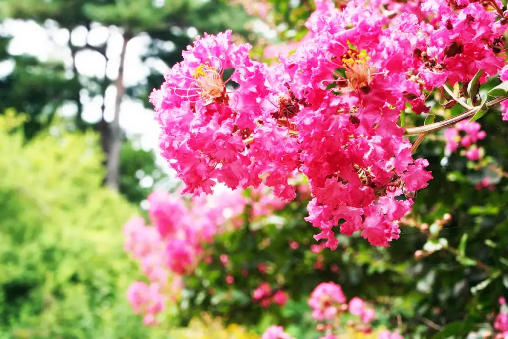 resedá (lagerstroemia indica) extremosa, escumilha ou árvore-de-júpiter