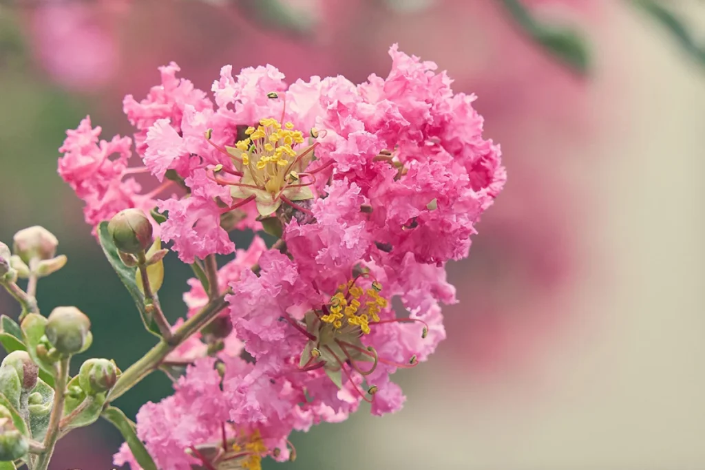 resedá (lagerstroemia indica) extremosa, escumilha ou árvore-de-júpiter