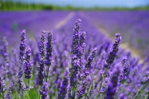 Campo de Lavanda