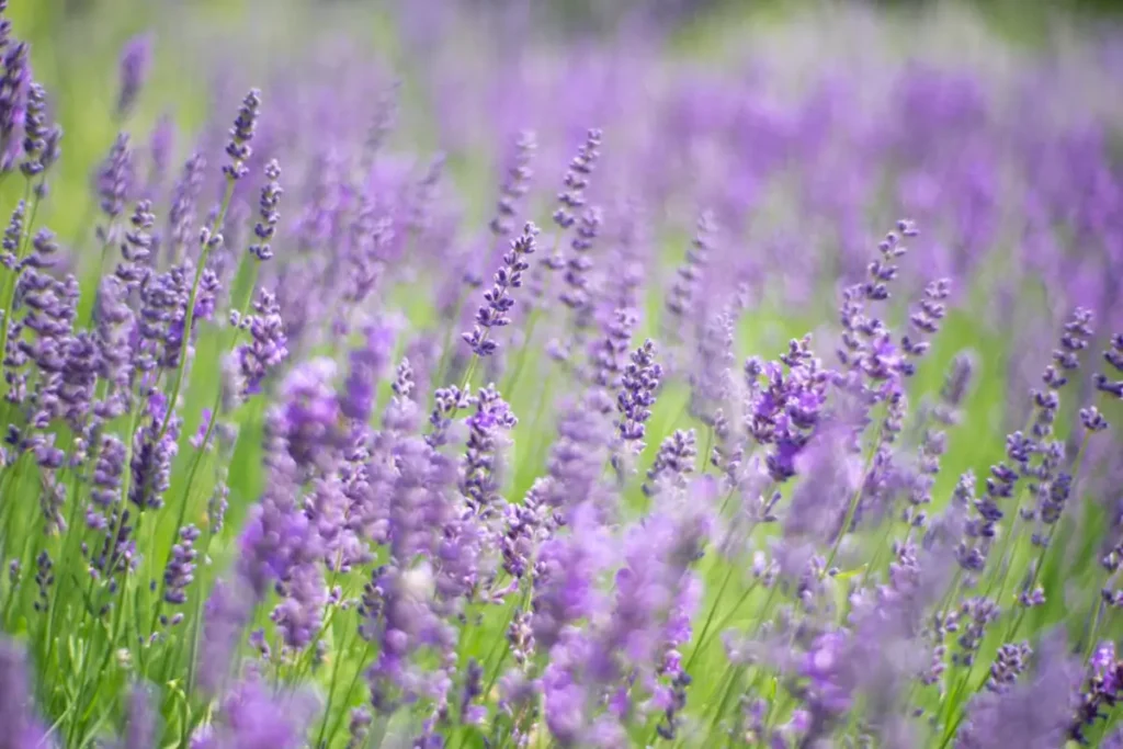 Campo de Lavanda