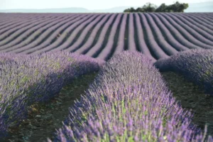 Campo de Lavanda