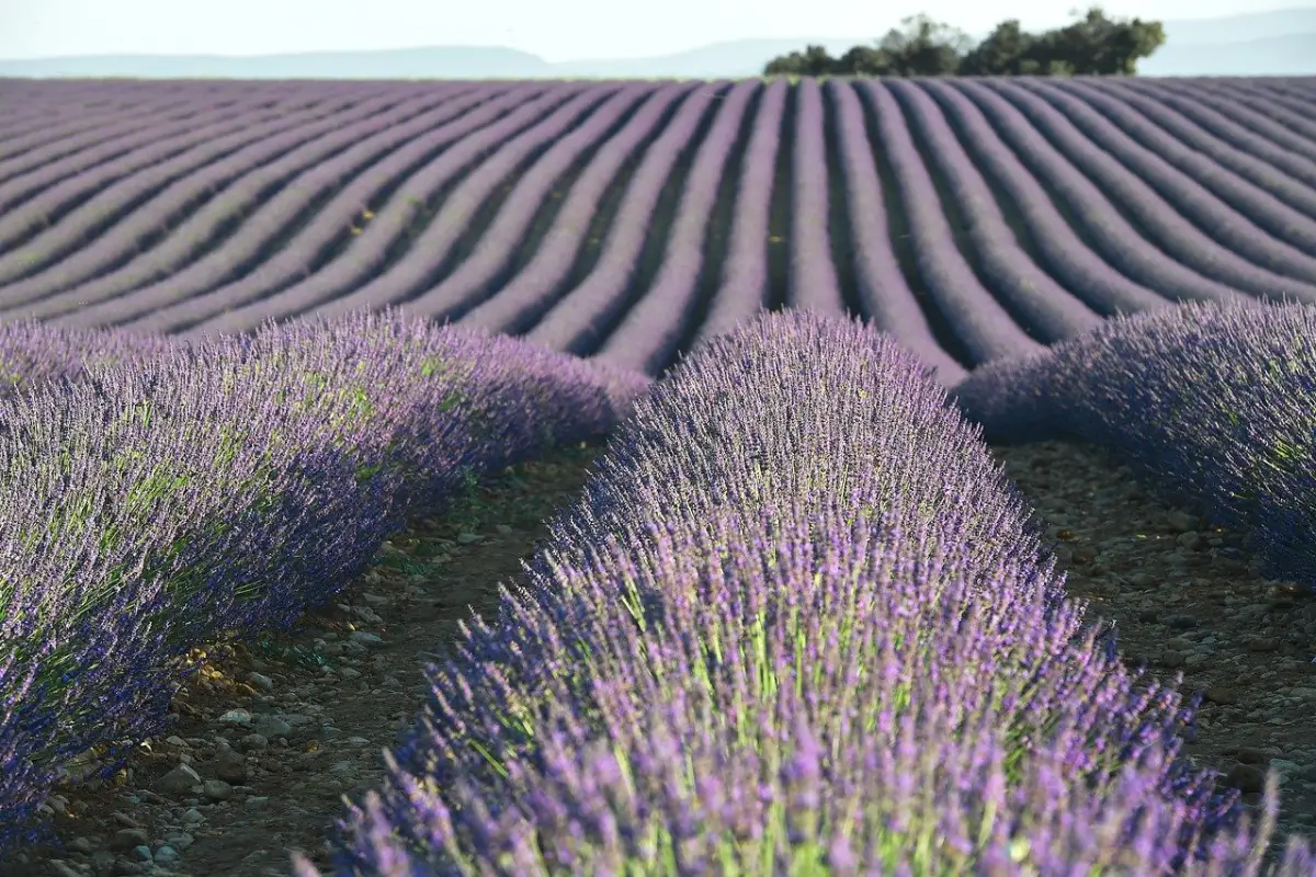 Campo de Lavanda