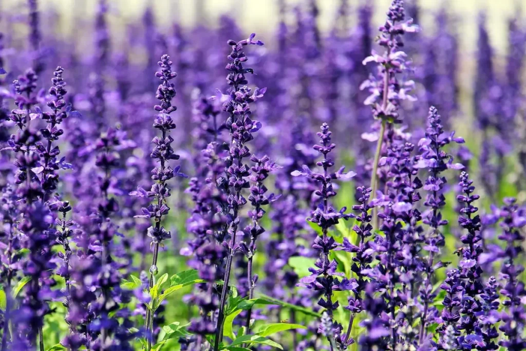 Campo de Lavanda