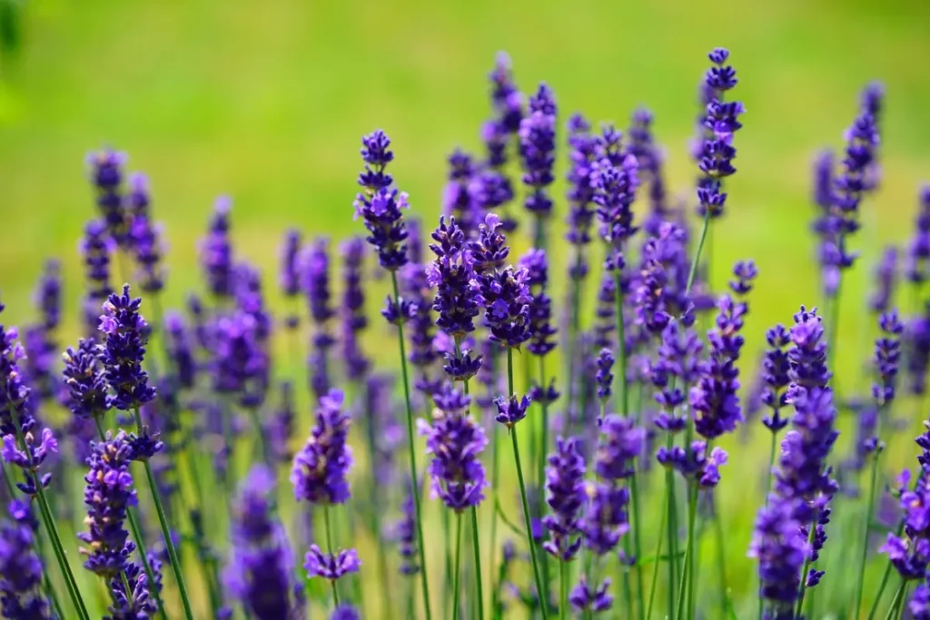 Campo de Lavanda