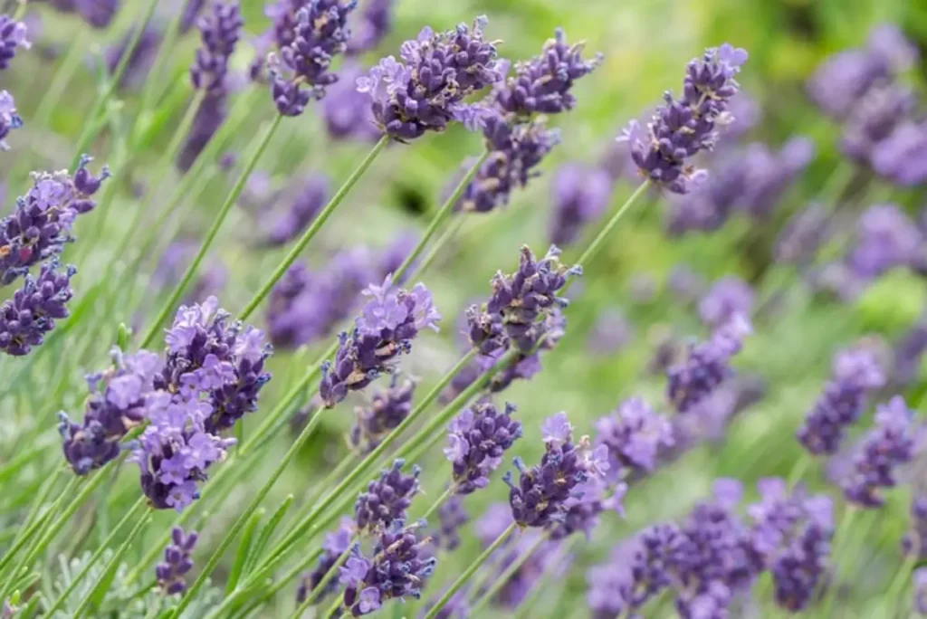 Campo de Lavanda