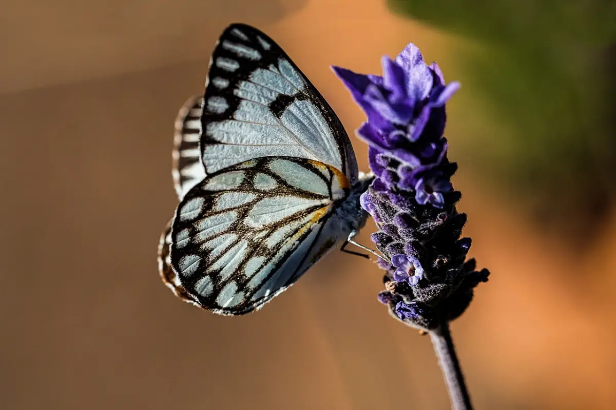 Campo de Lavanda