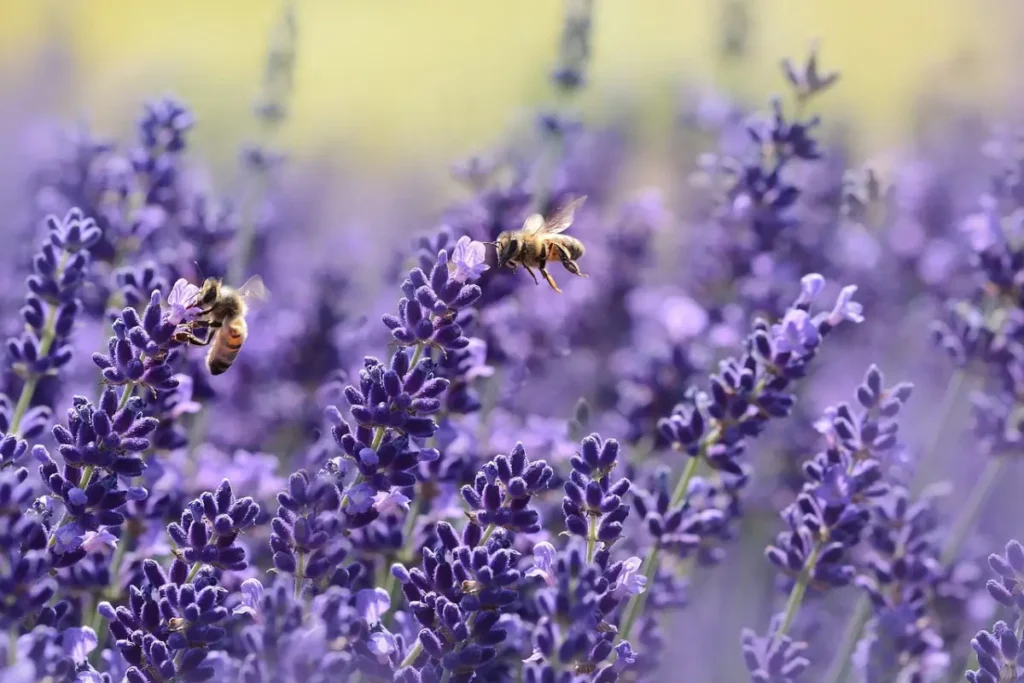 Campo de Lavanda