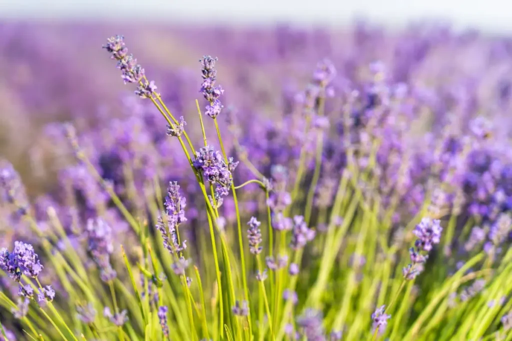 Campo de Lavanda