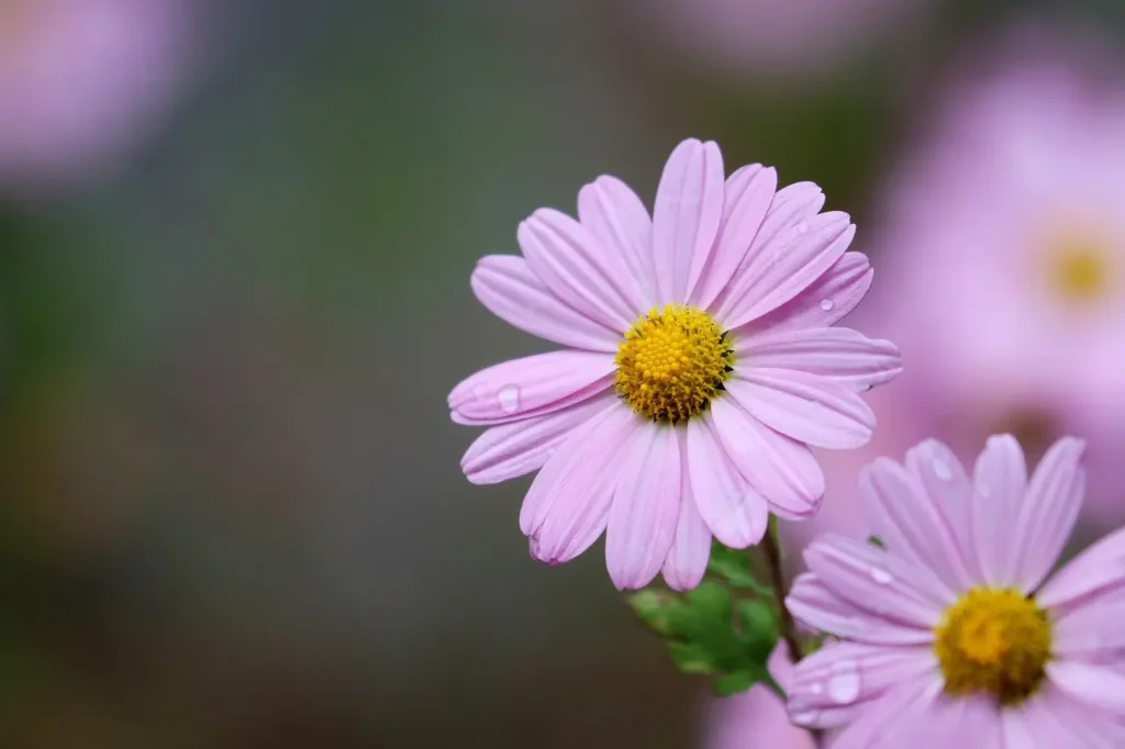 Crisântemo rosa claro